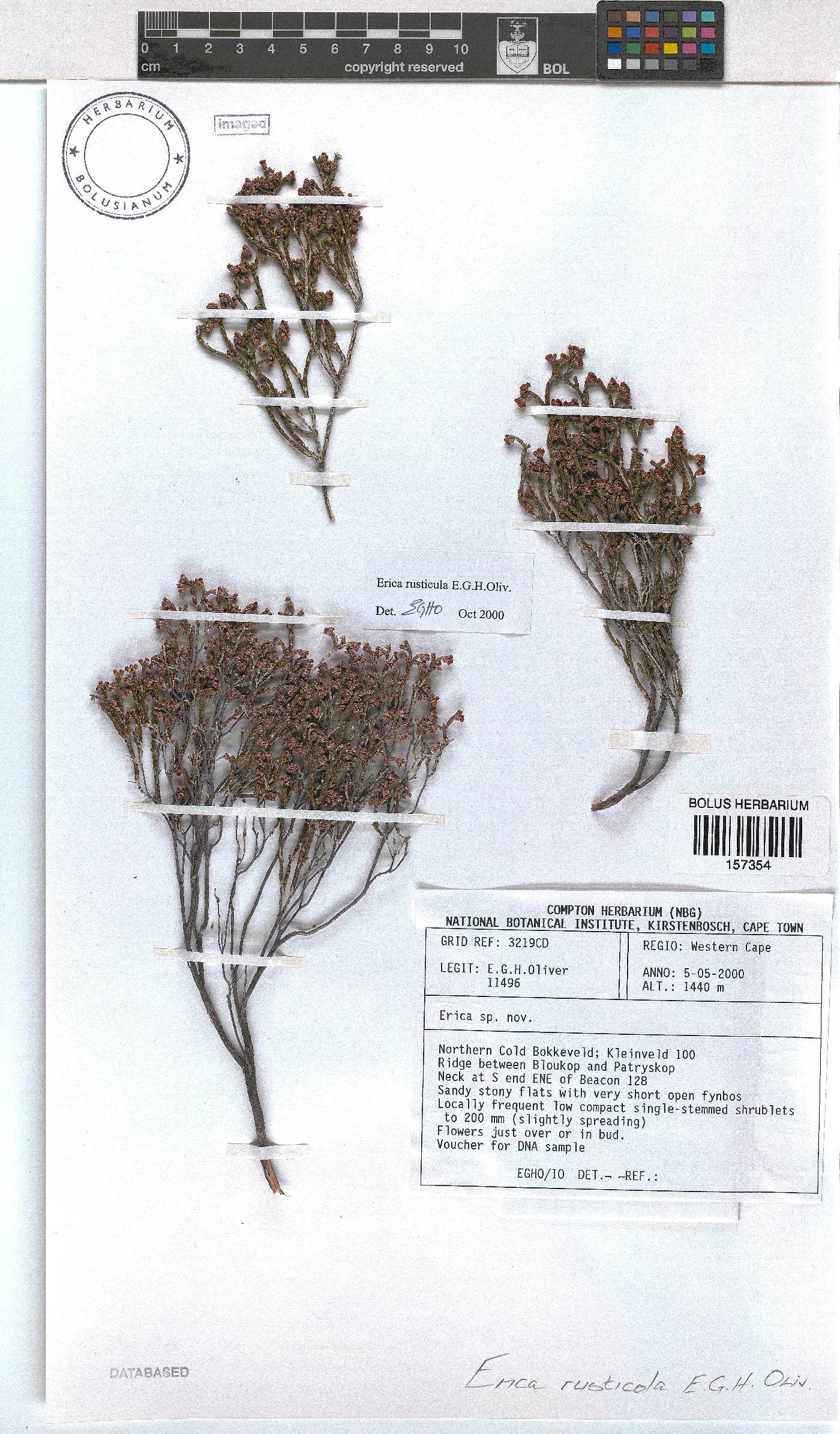 Erica rusticula image