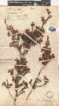 Erica oblongiflora image