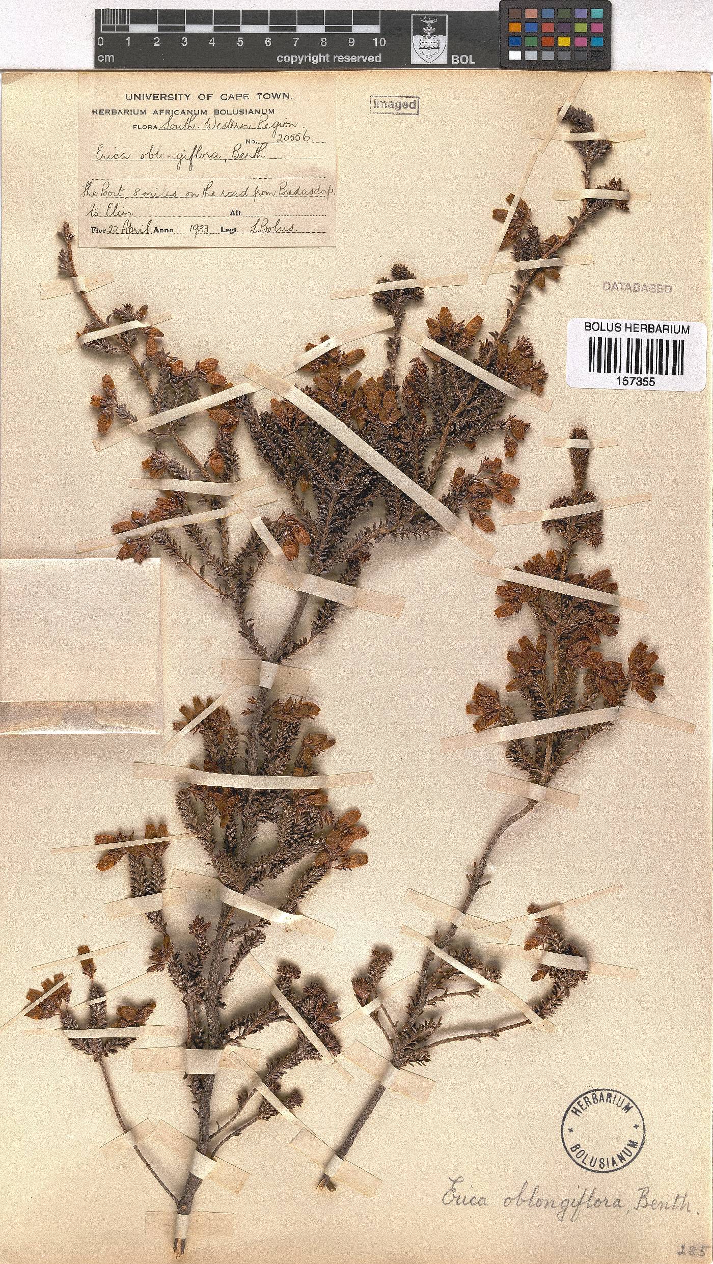 Erica oblongiflora image