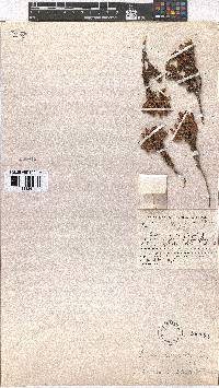 Erica oblongiflora image