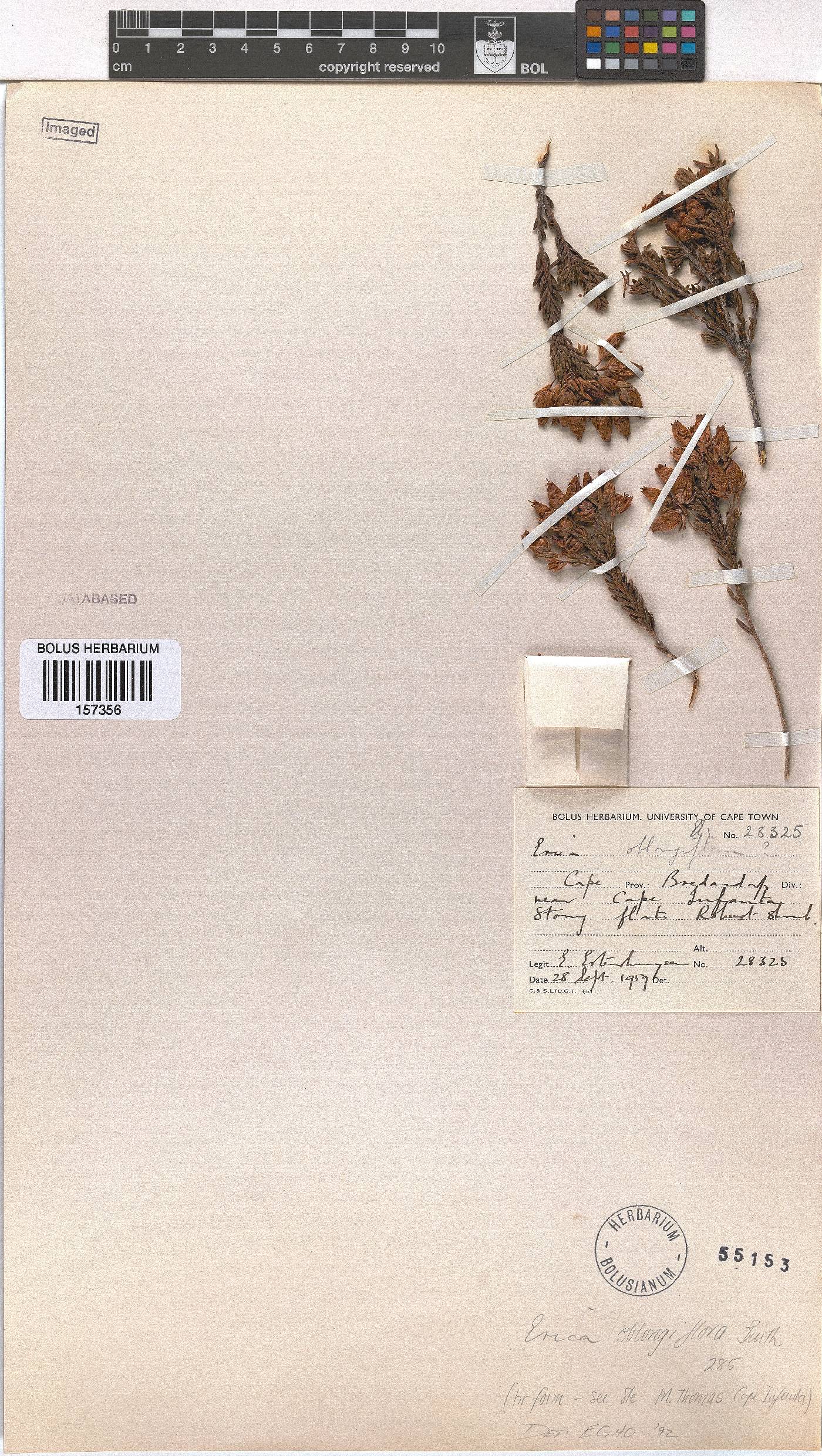 Erica oblongiflora image