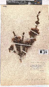 Erica oblongiflora image