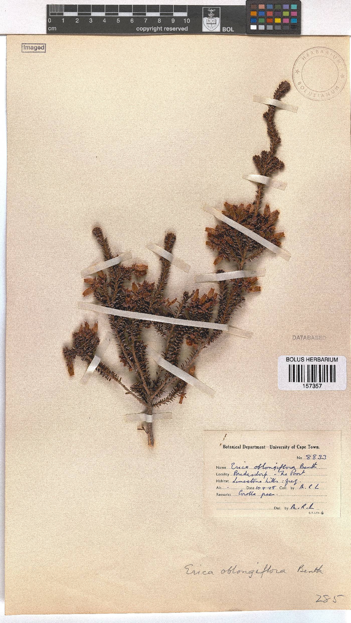 Erica oblongiflora image