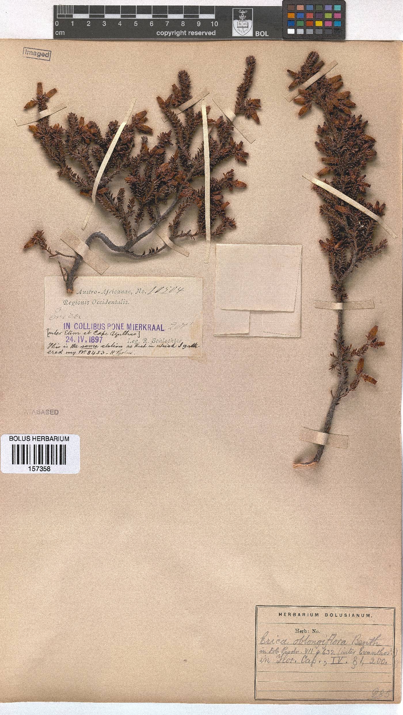 Erica oblongiflora image