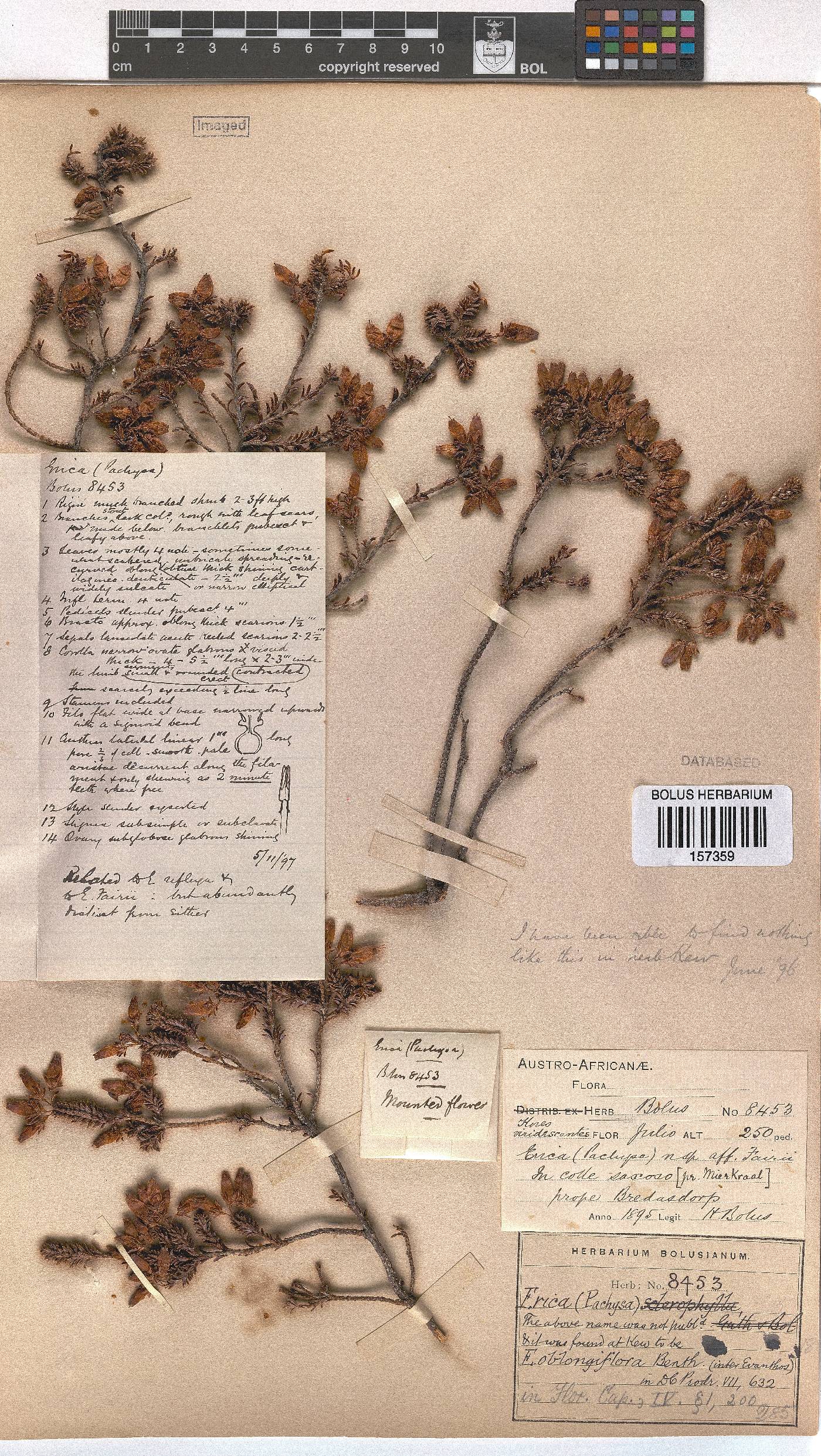 Erica oblongiflora image