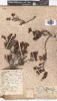 Erica oblongiflora image