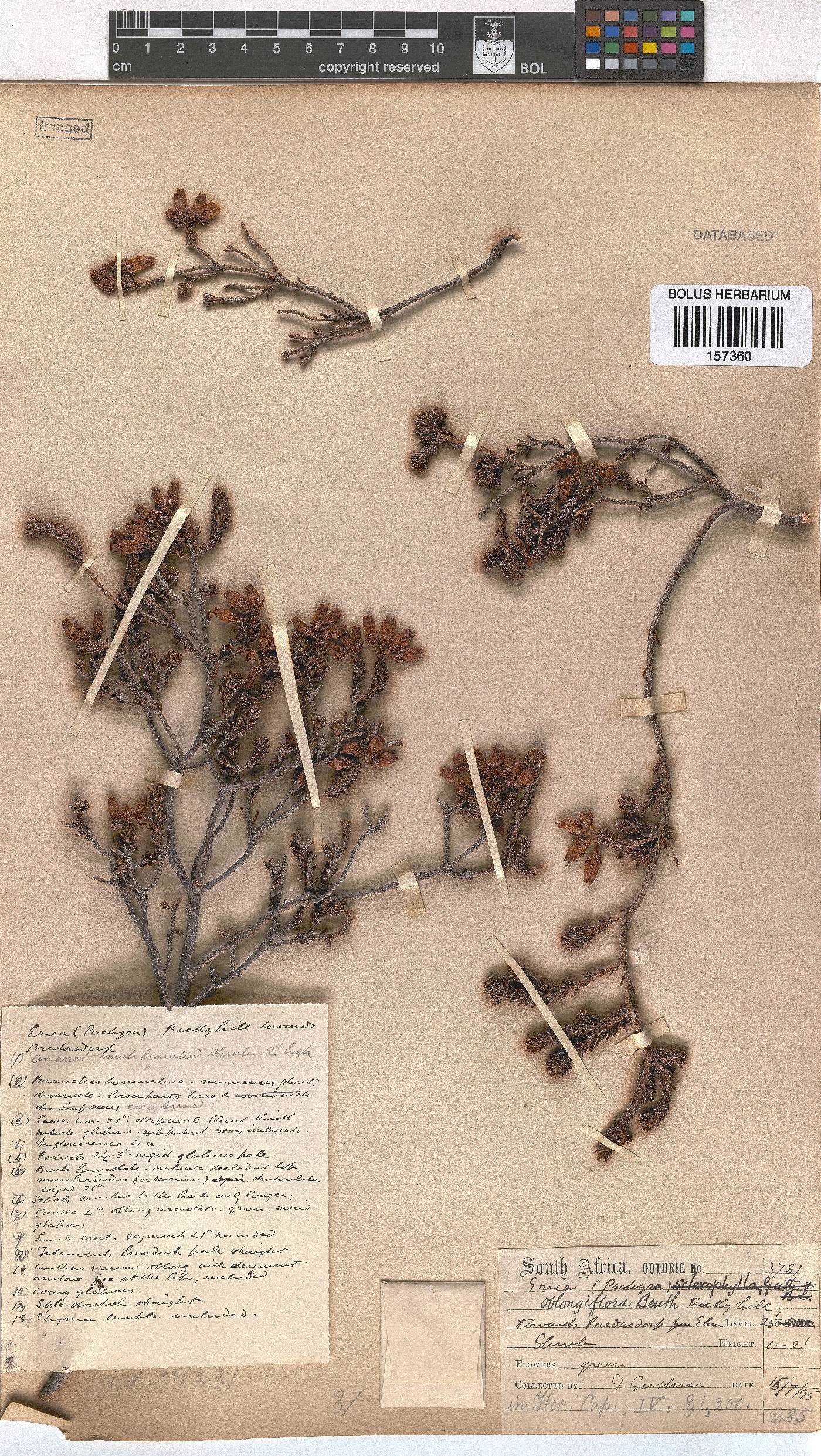 Erica oblongiflora image