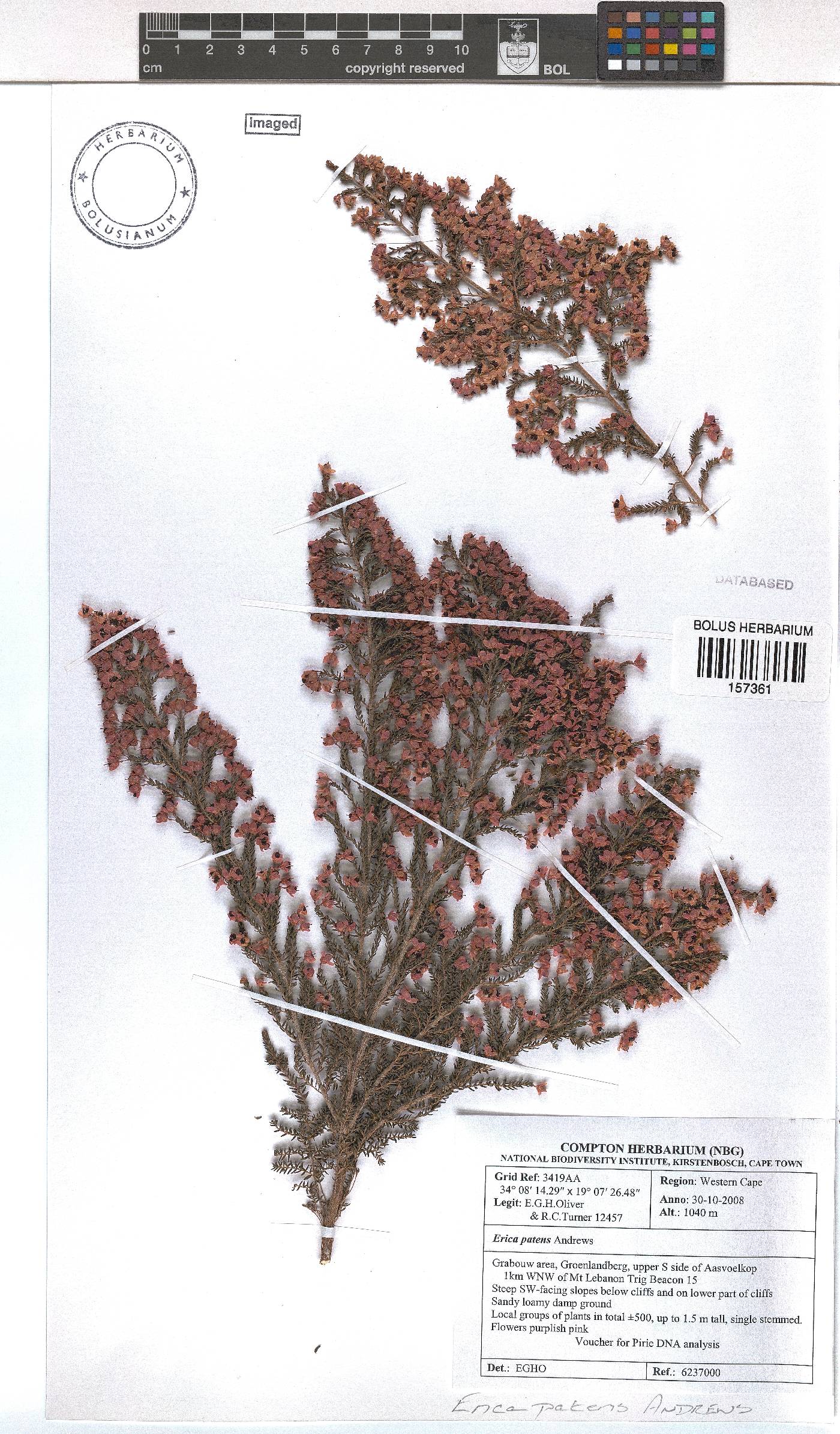 Erica patens image