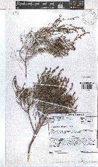 Erica zeyheriana image