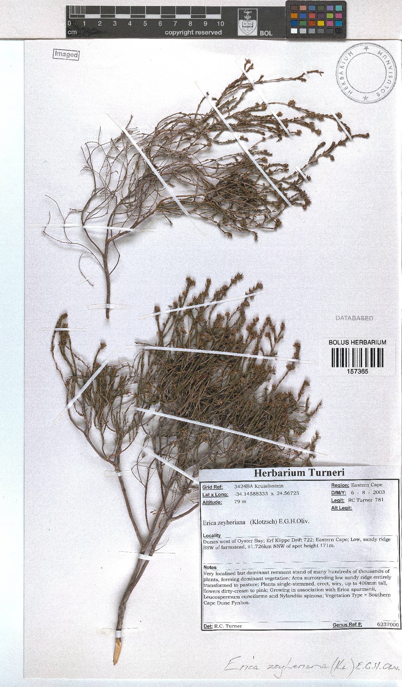 Erica zeyheriana image