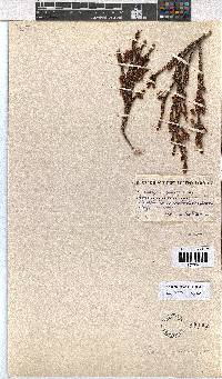 Erica navigatoris image