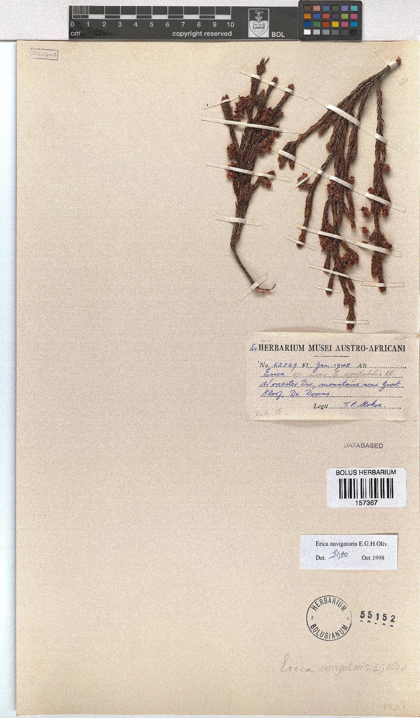 Erica navigatoris image