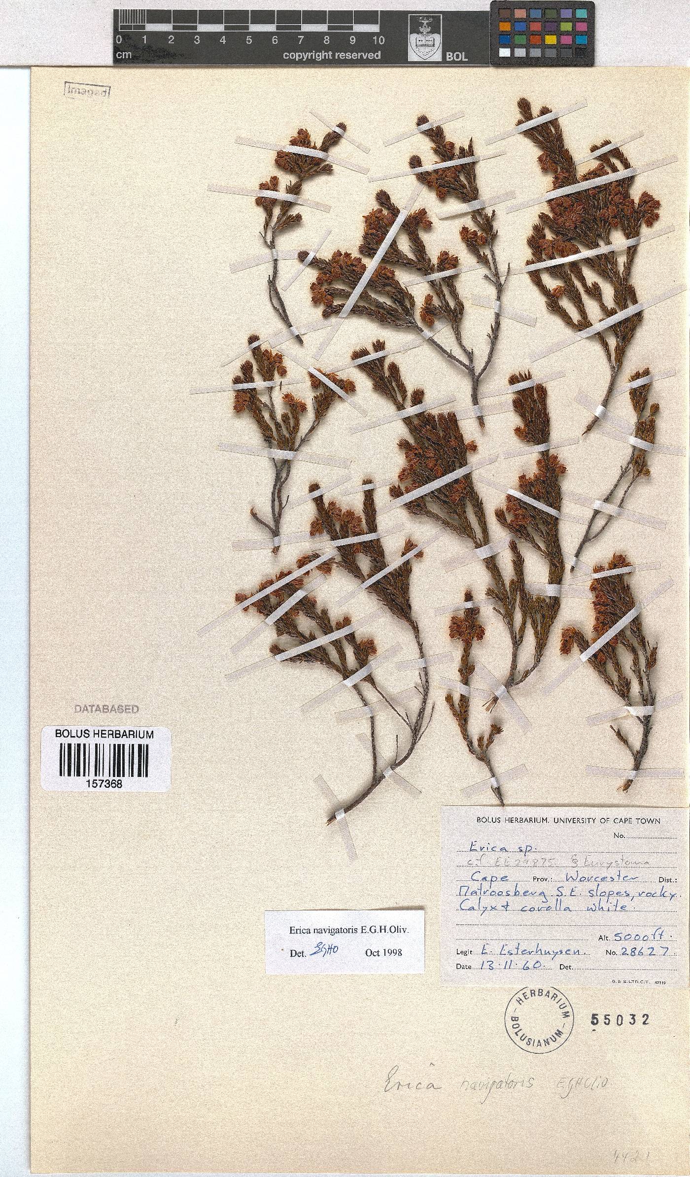 Erica navigatoris image