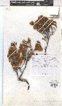 Erica navigatoris image