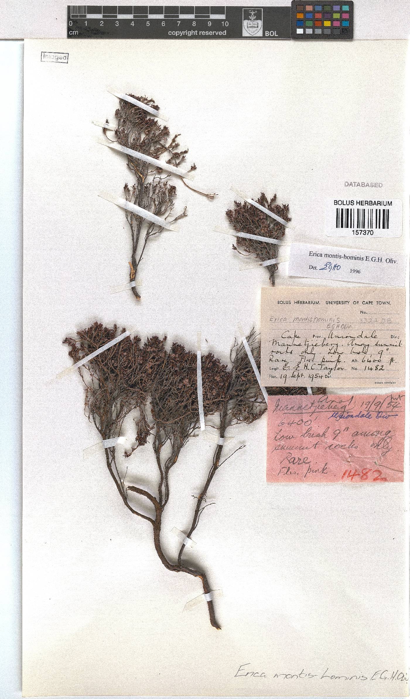 Erica montis-hominis image