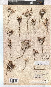 Erica multiflexuosa image