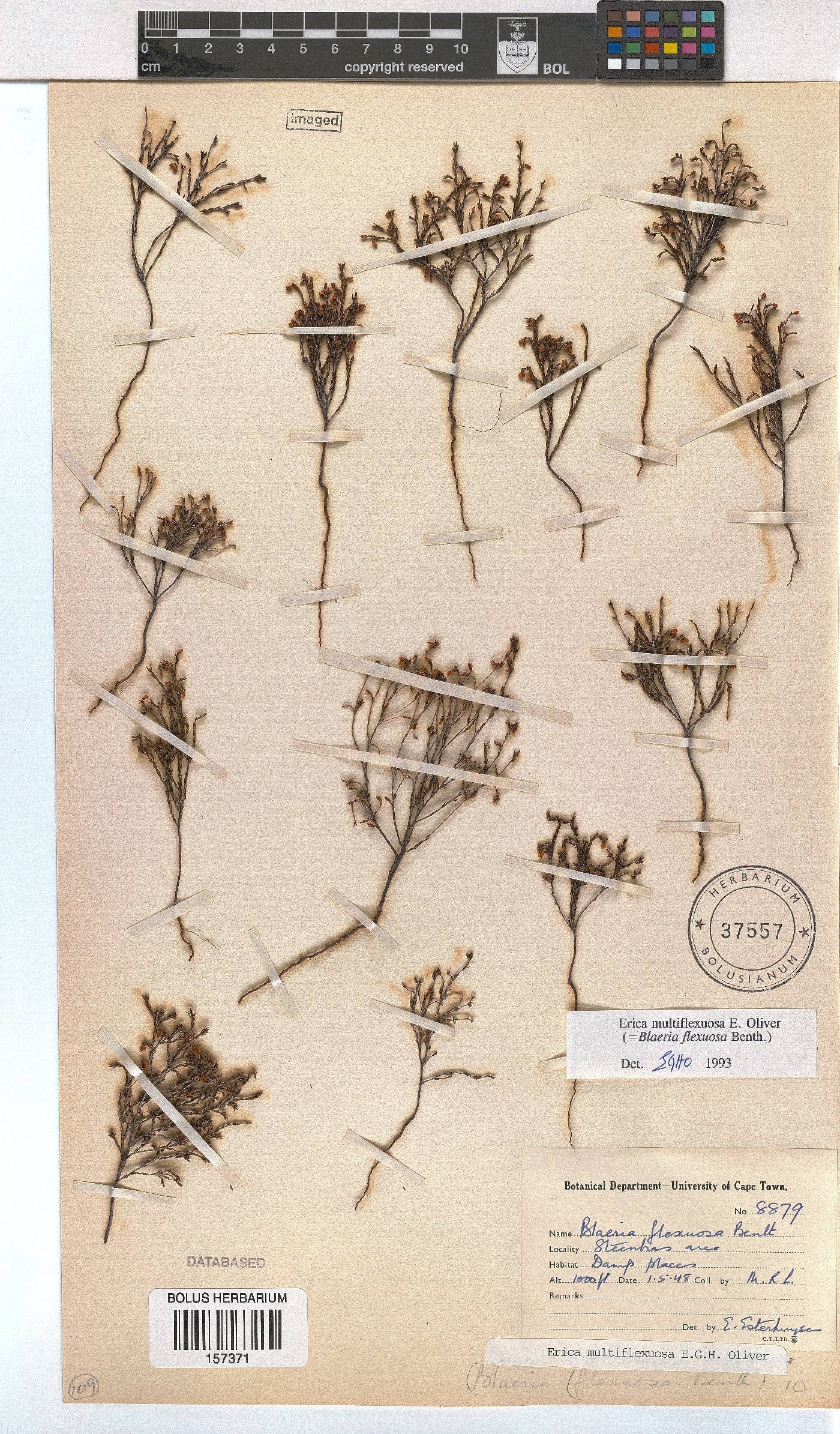 Erica multiflexuosa image