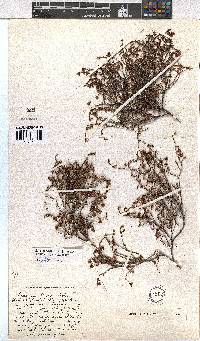 Erica multiflexuosa image