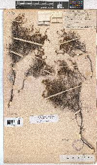 Erica multiflexuosa image