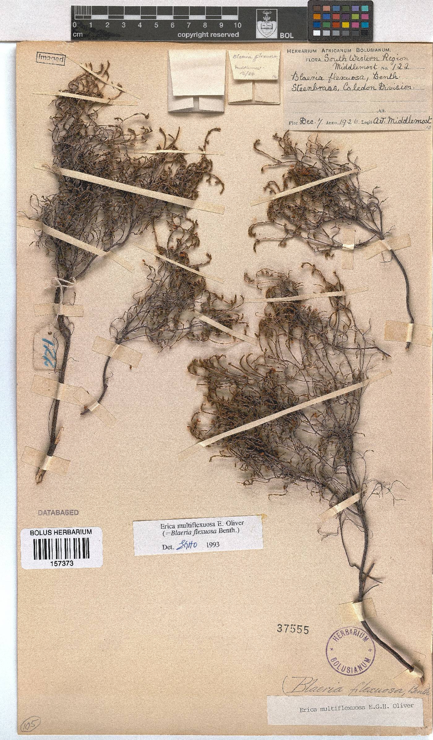 Erica multiflexuosa image