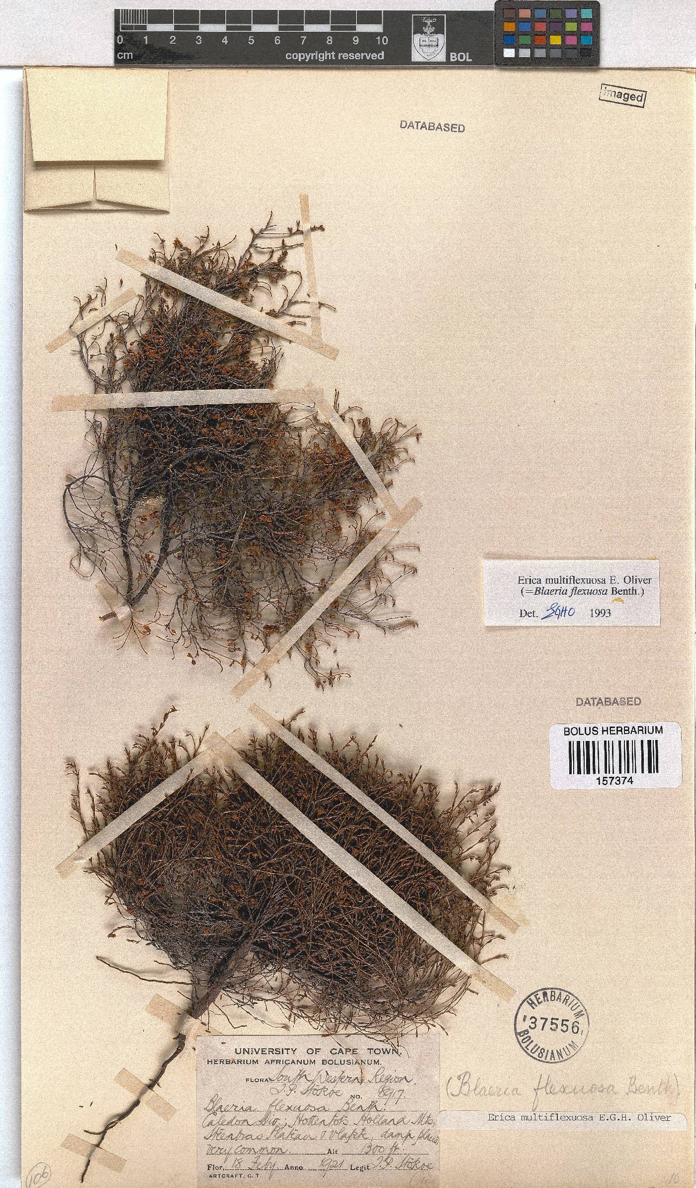 Erica multiflexuosa image