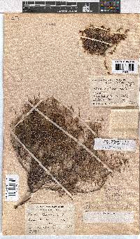 Erica multiflexuosa image