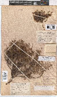 Erica multiflexuosa image