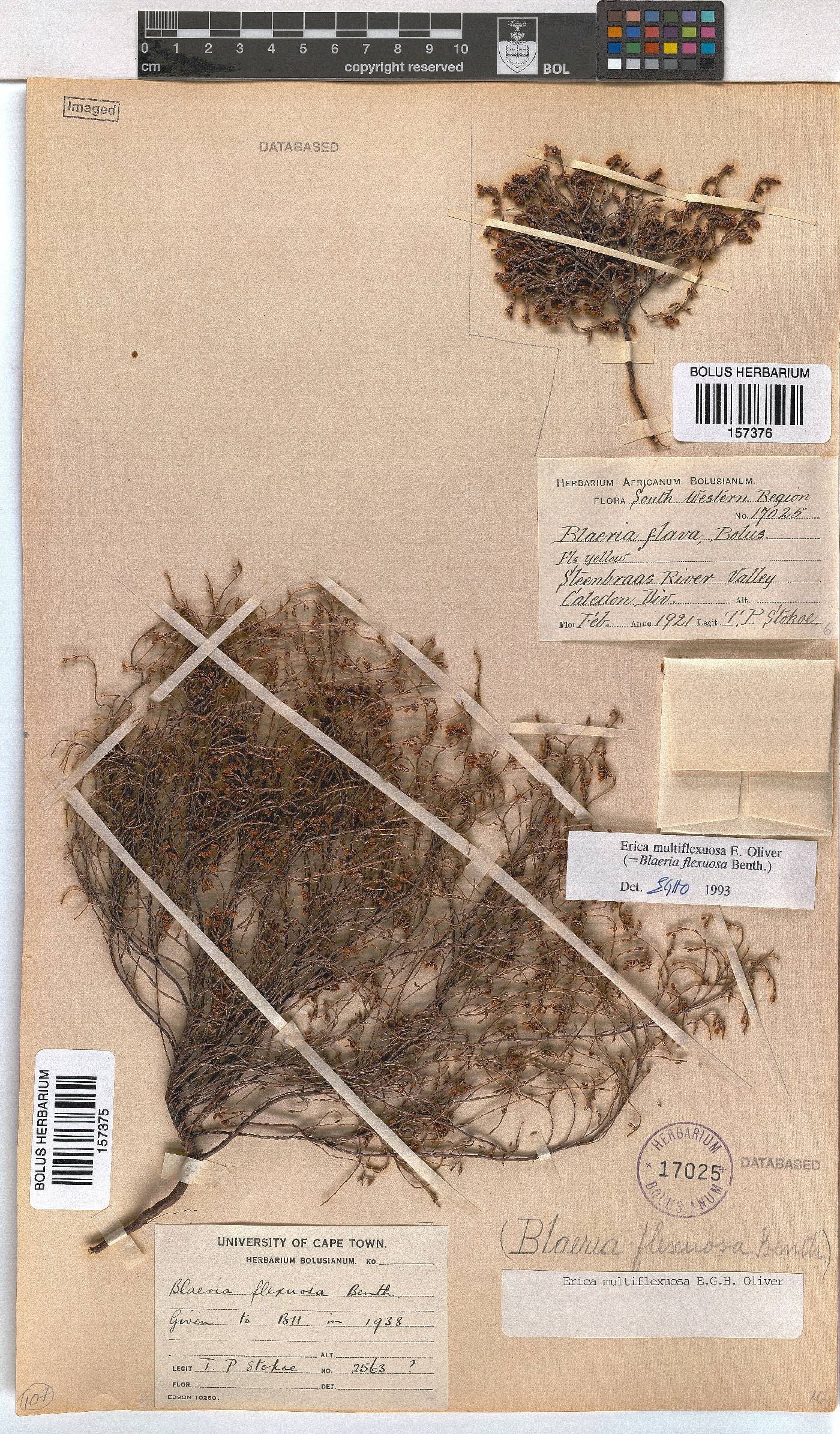 Erica multiflexuosa image