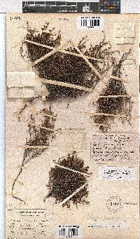 Erica multiflexuosa image