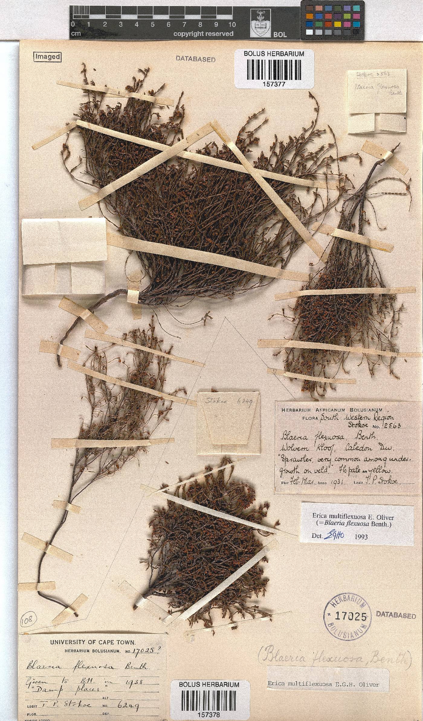 Erica multiflexuosa image