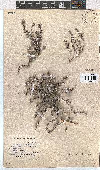 Erica pilosiflora image