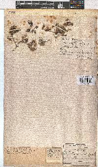 Erica pilosiflora image