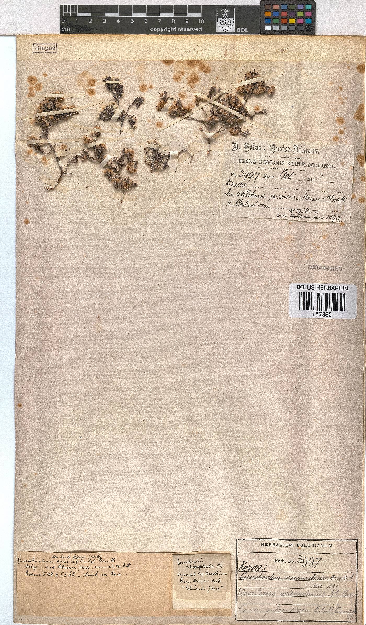 Erica pilosiflora image