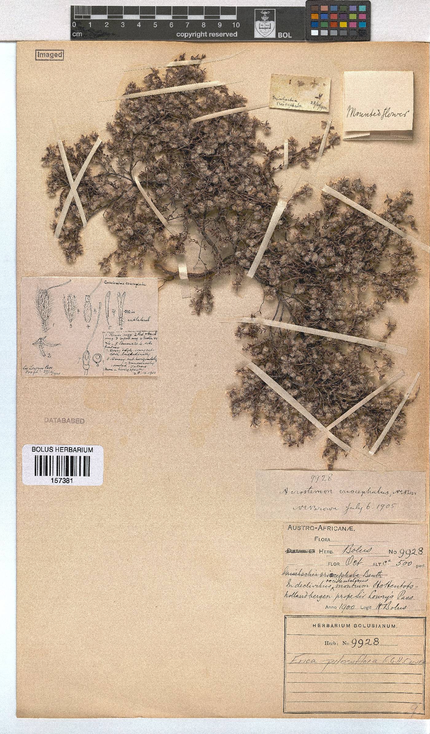 Erica pilosiflora image