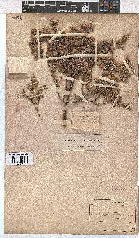 Erica pilosiflora image