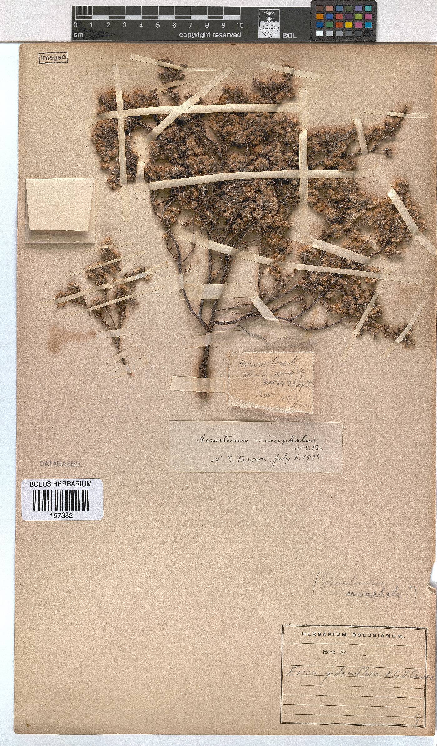 Erica pilosiflora image