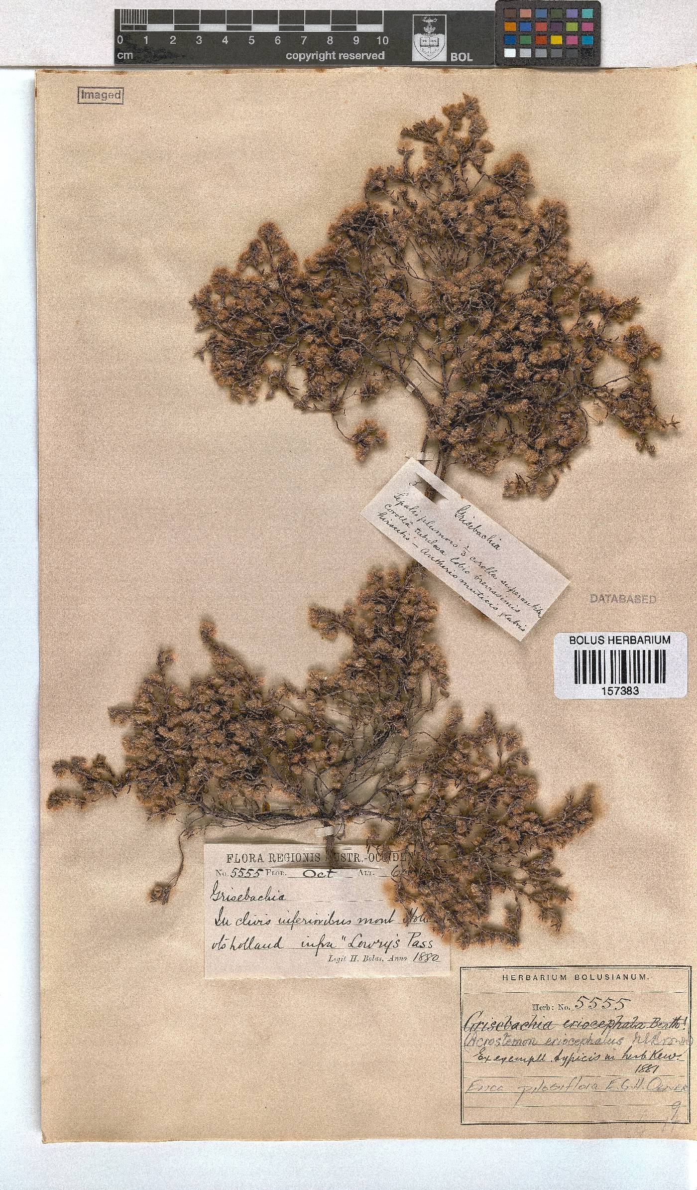 Erica pilosiflora image