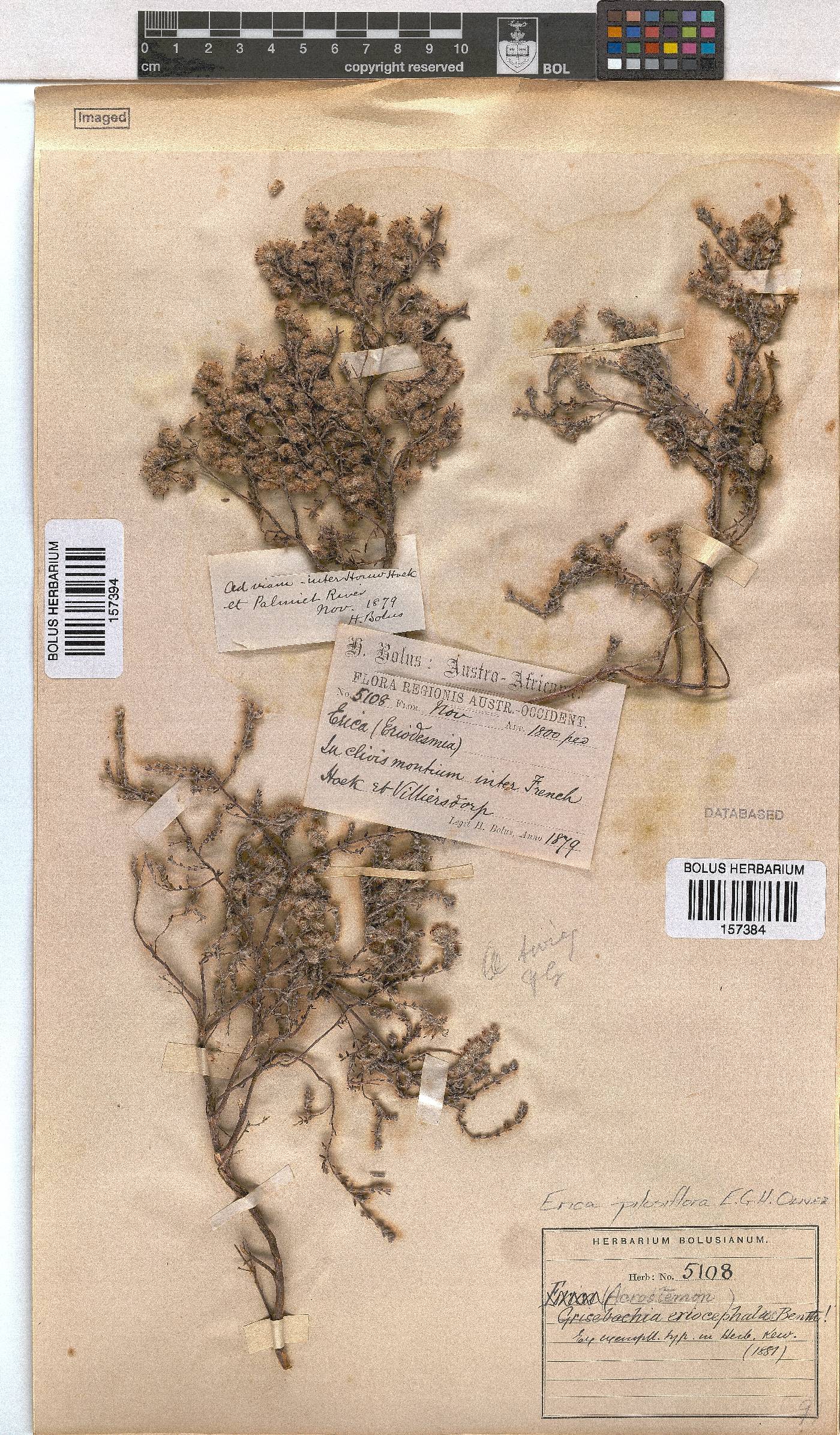 Erica pilosiflora image