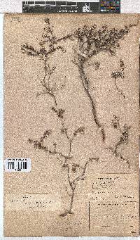 Erica pilosiflora image