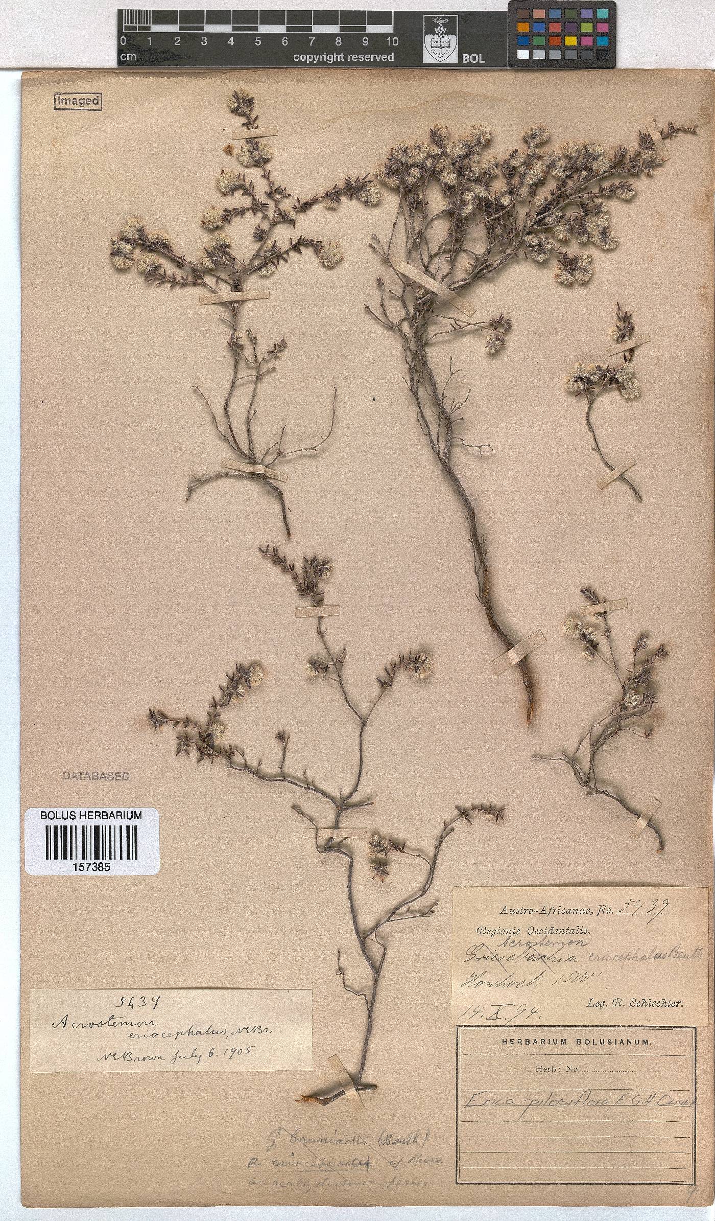 Erica pilosiflora image