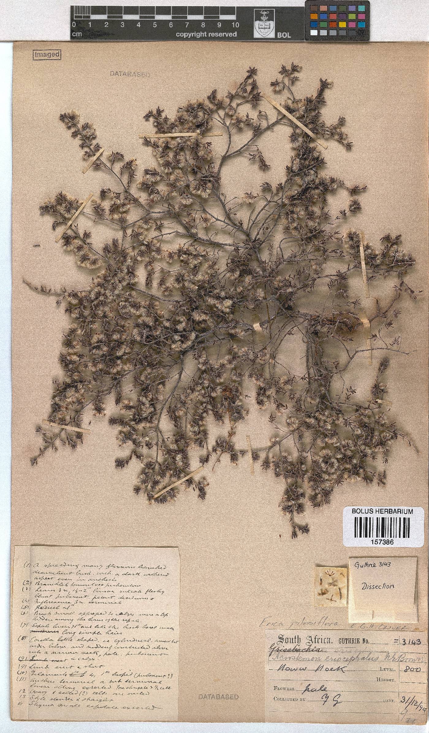 Erica pilosiflora image