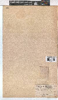 Erica pilosiflora image