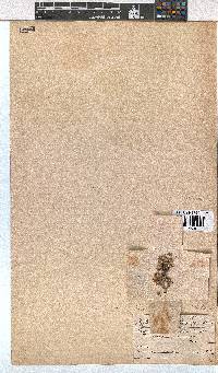 Erica pilosiflora image