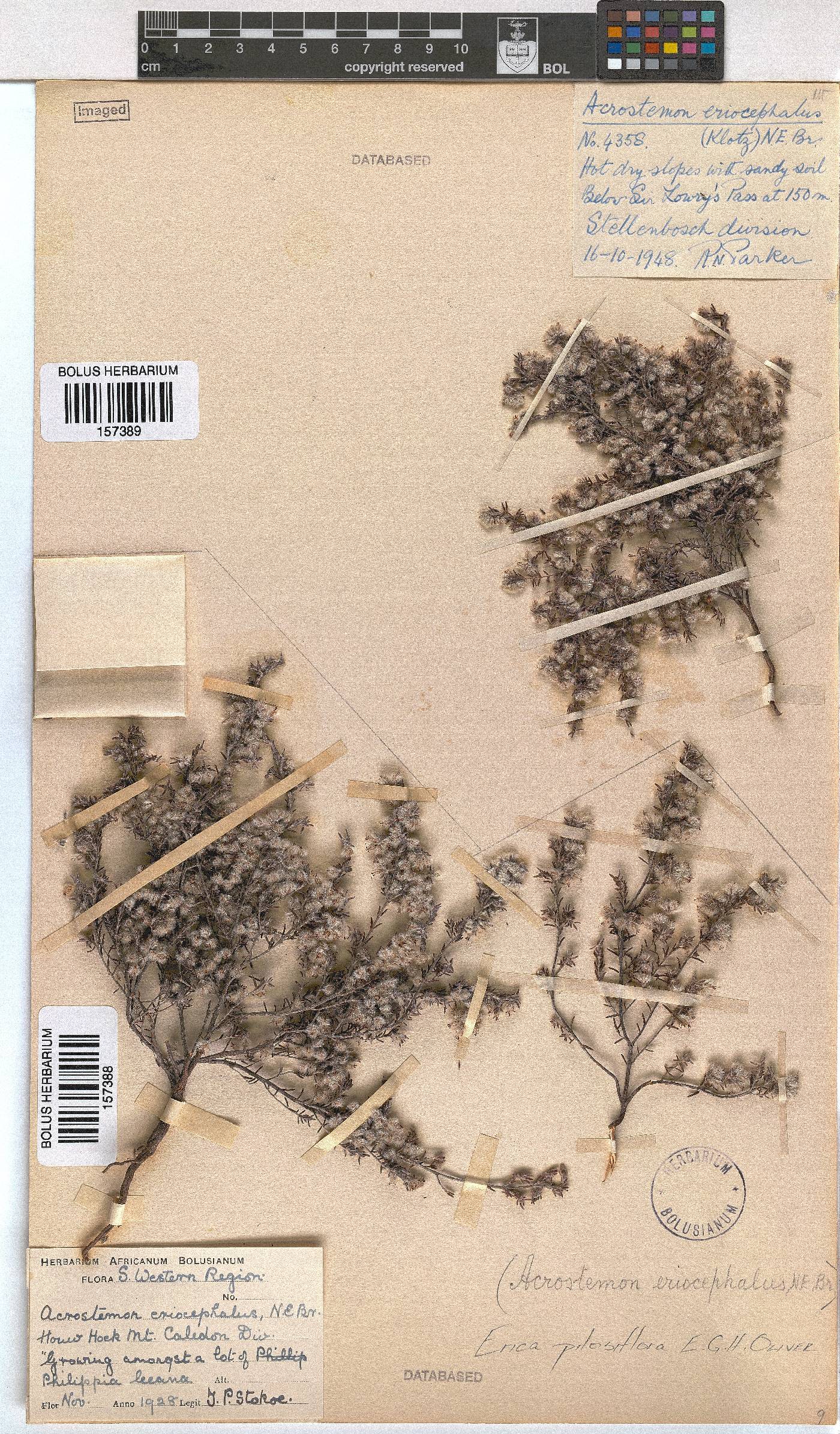 Erica pilosiflora image