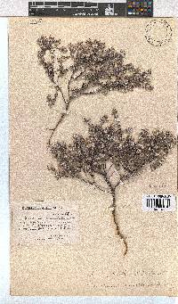 Erica pilosiflora image