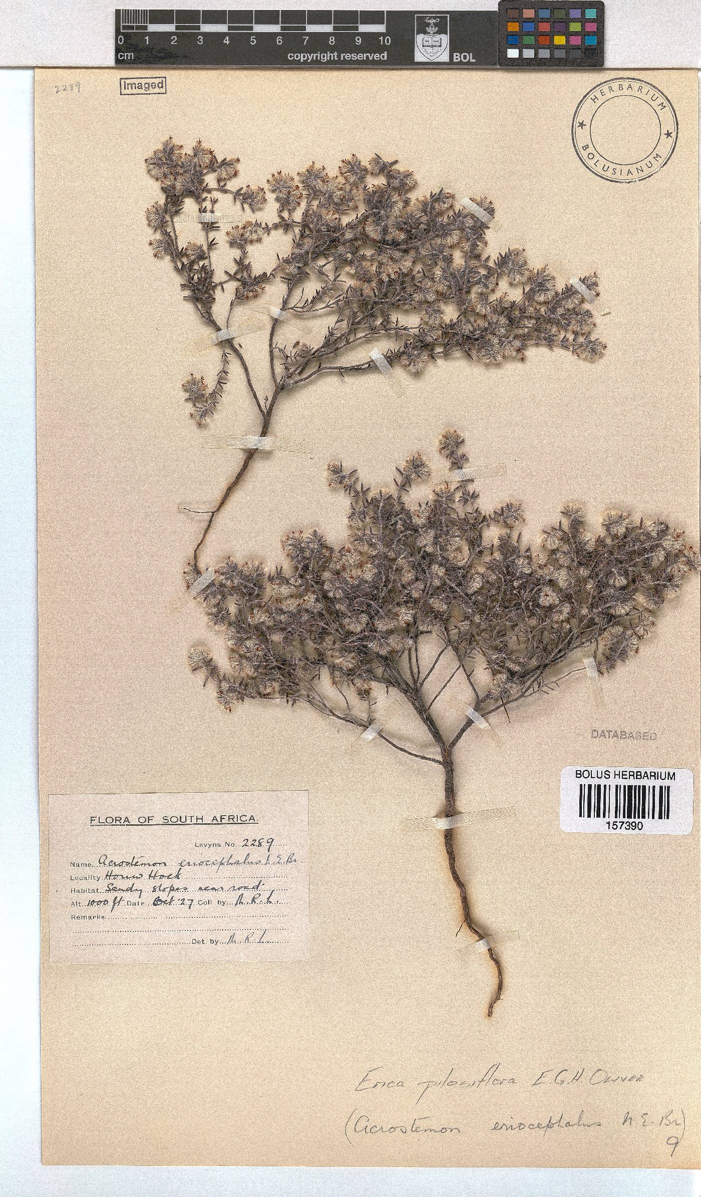Erica pilosiflora image