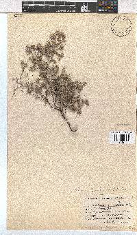 Erica pilosiflora image