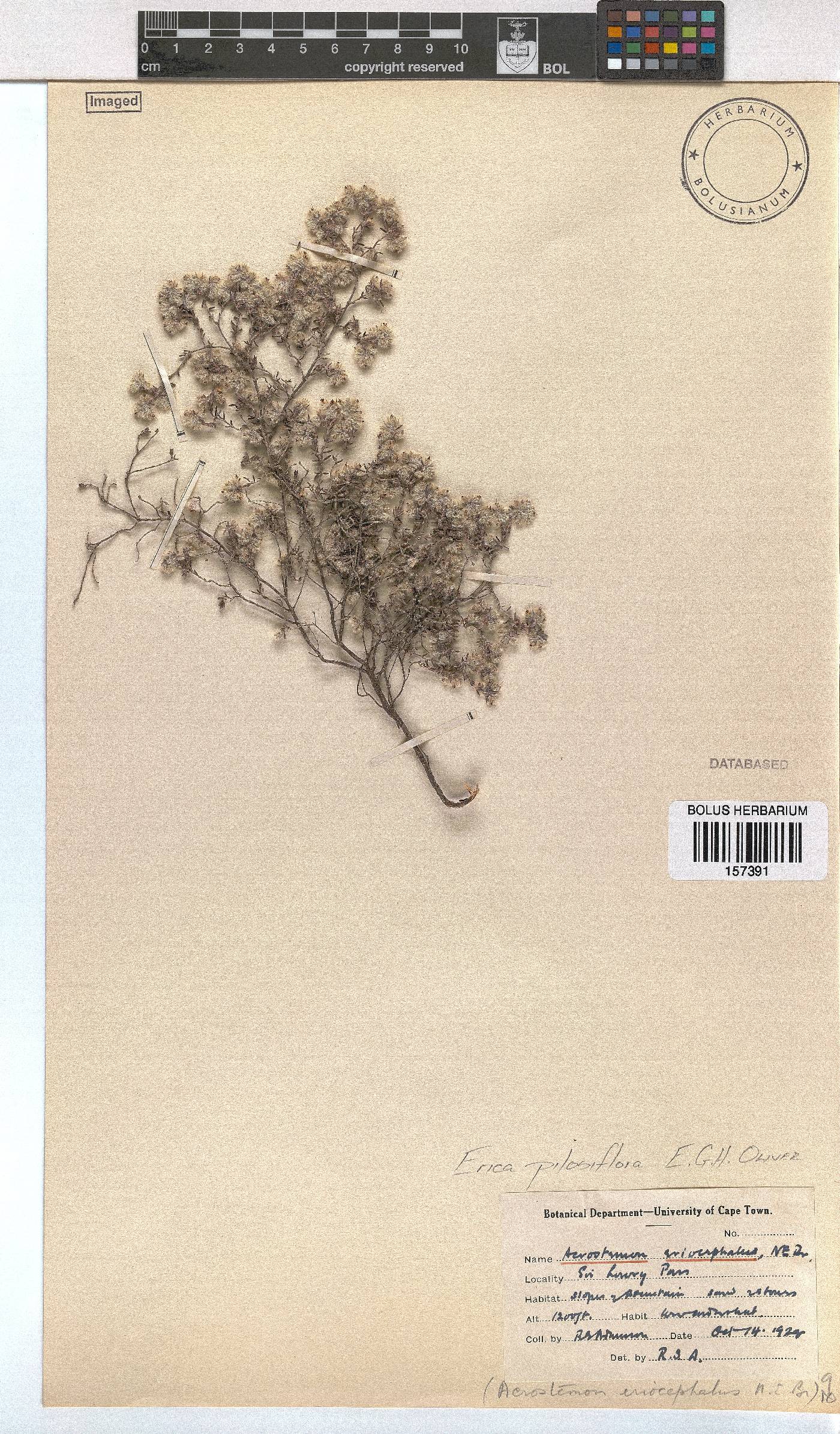 Erica pilosiflora image