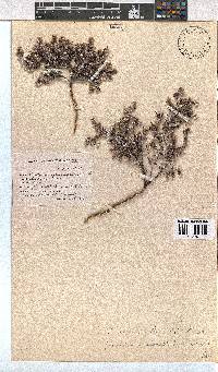 Erica pilosiflora image