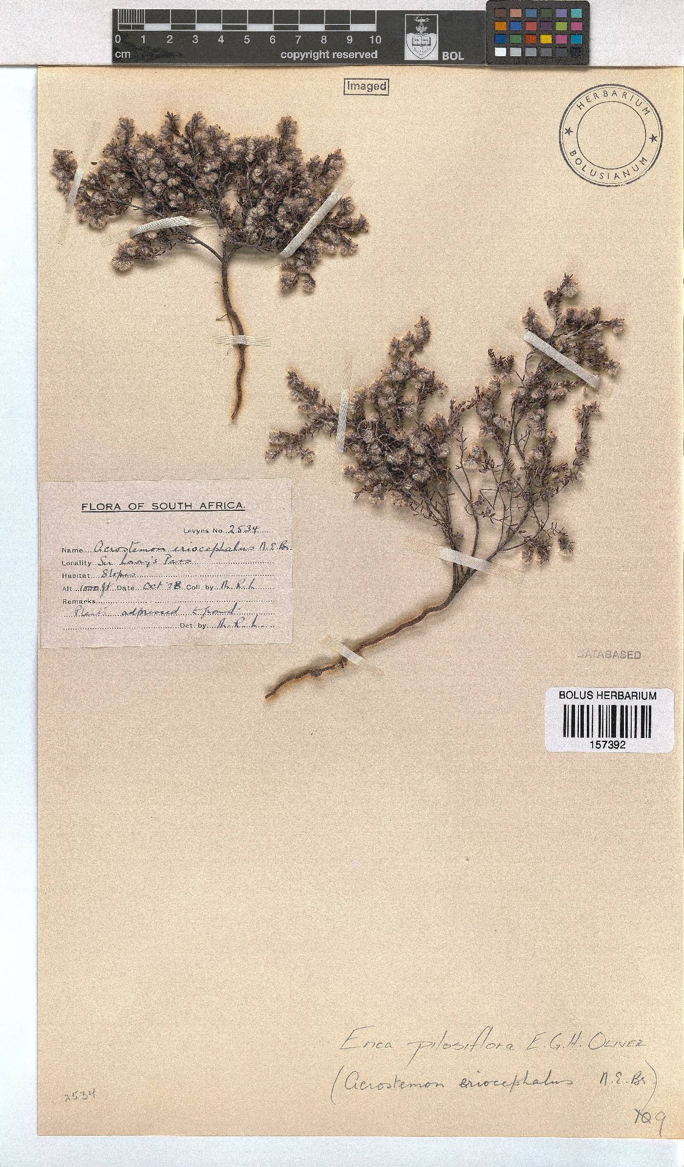 Erica pilosiflora image